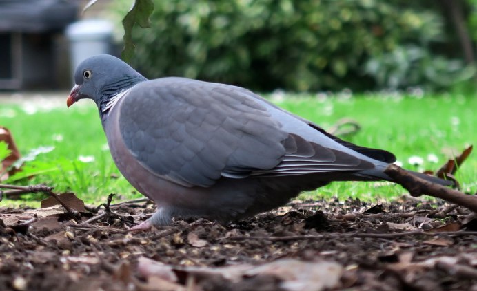Columba Vitiensis