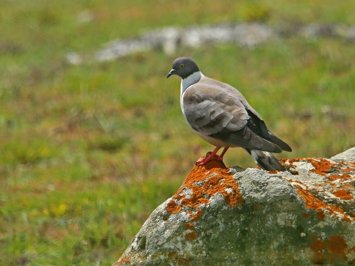 Желтоногий голубь Columba pallidiceps