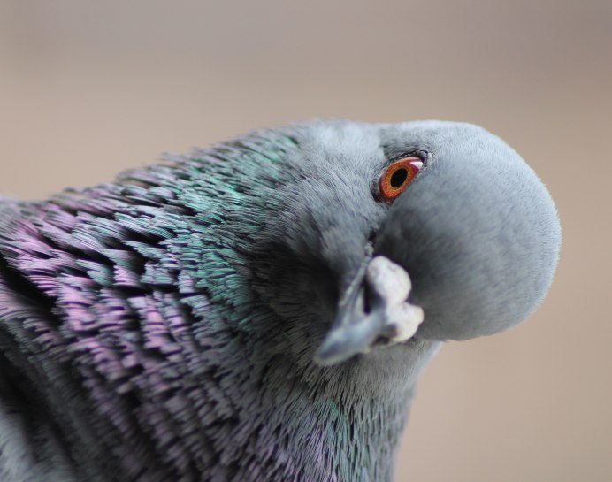 Columba Araucana