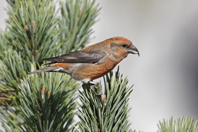 Loxia leucoptera белокрылый Клест
