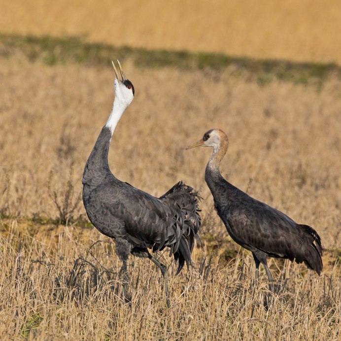Grus canadensis