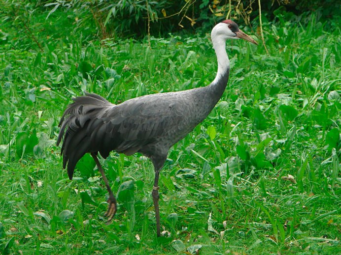 Черный журавль Grus monacha