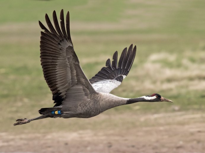 Черный журавль эндемик