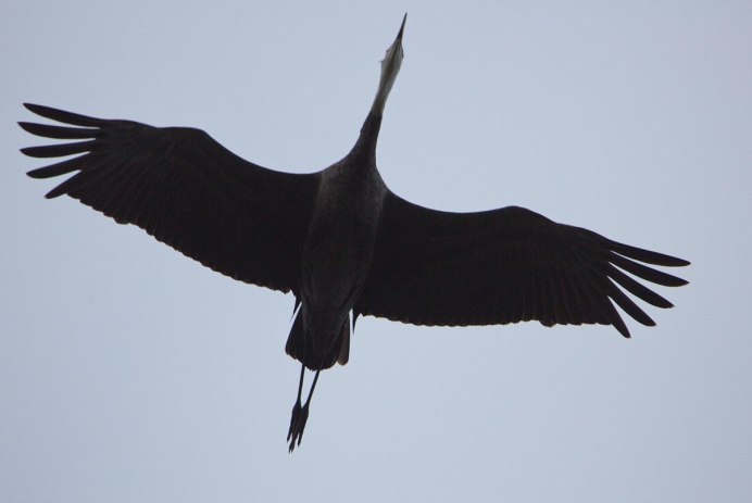 Черношейный журавль