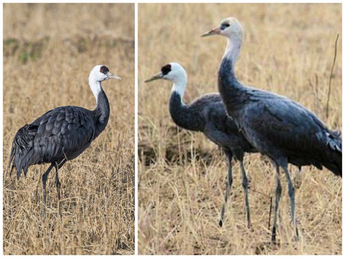 Хвост журавля