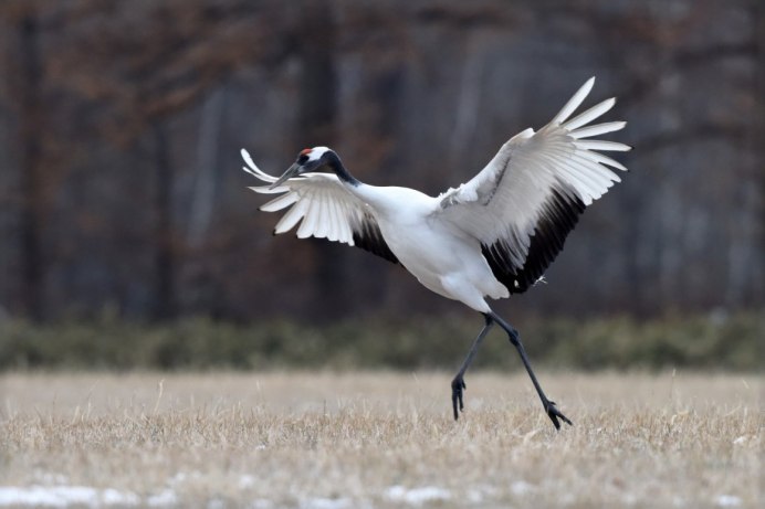 Даурский заповедник Журавли