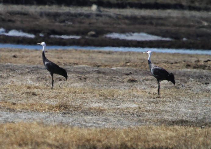 Черношейный журавль