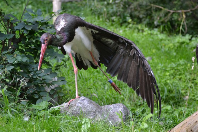 Журавль Черношейный (Grus nigricollis)