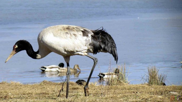 Чёрный журавль / Grus monacha Крылья