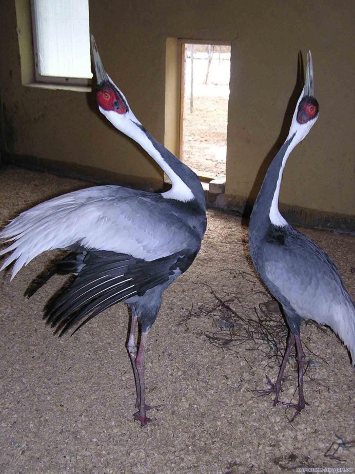 Даурский журавль Приморский край