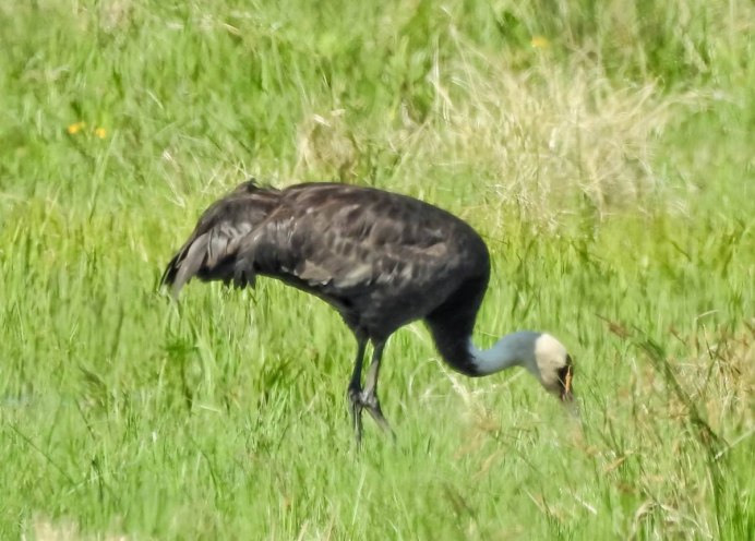 Чёрный журавль красная книга