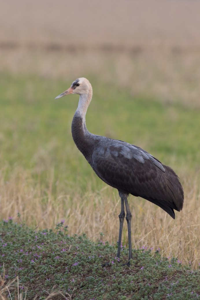 Черный журавль Grus monacha