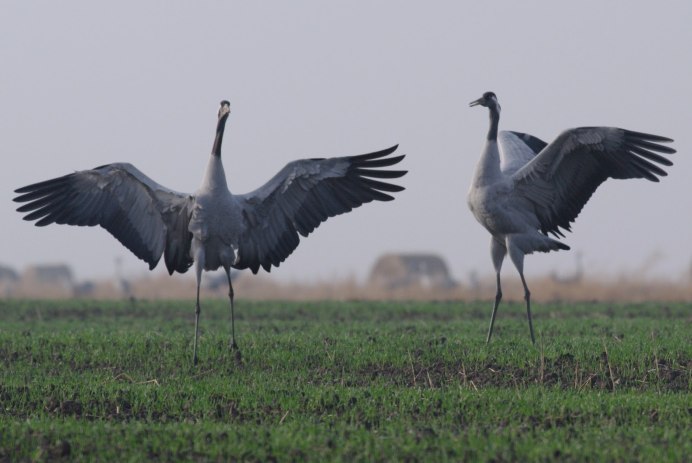 Черный журавль