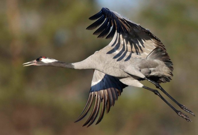 Журавль монах