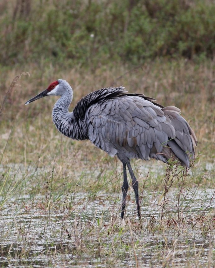 Журавль монах