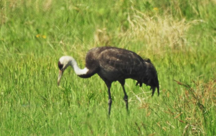 Красноголовый журавль
