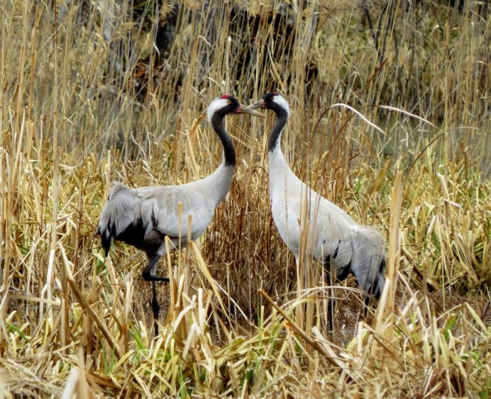 Черный журавль