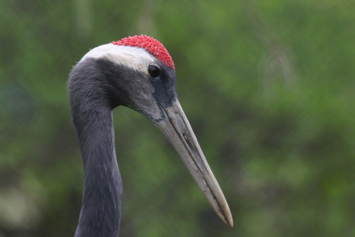 Восточный венценосный журавль