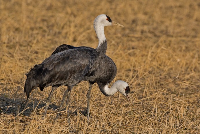 Черный журавль в Норском заповеднике