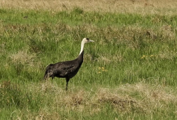 Чернозобый журавль