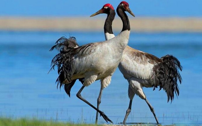 Журавль Даурский Забайкалья