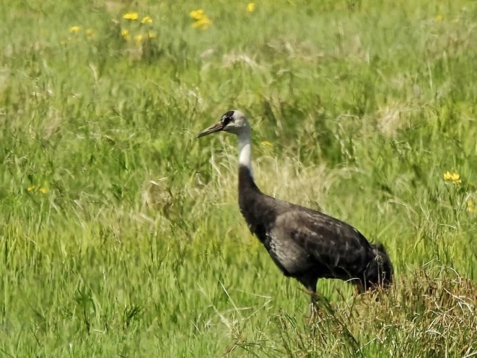 Черный журавль