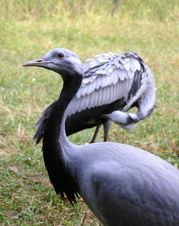 Черный журавль Grus monacha