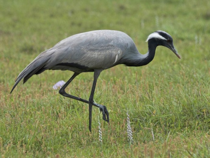 Журавль с черной шеей