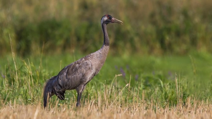 Хохлатый журавль