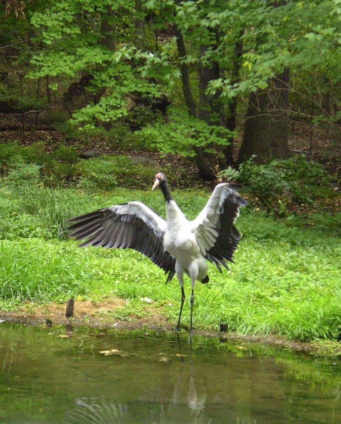 Черношейный журавль