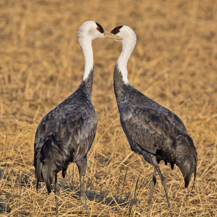 Чернозобый журавль