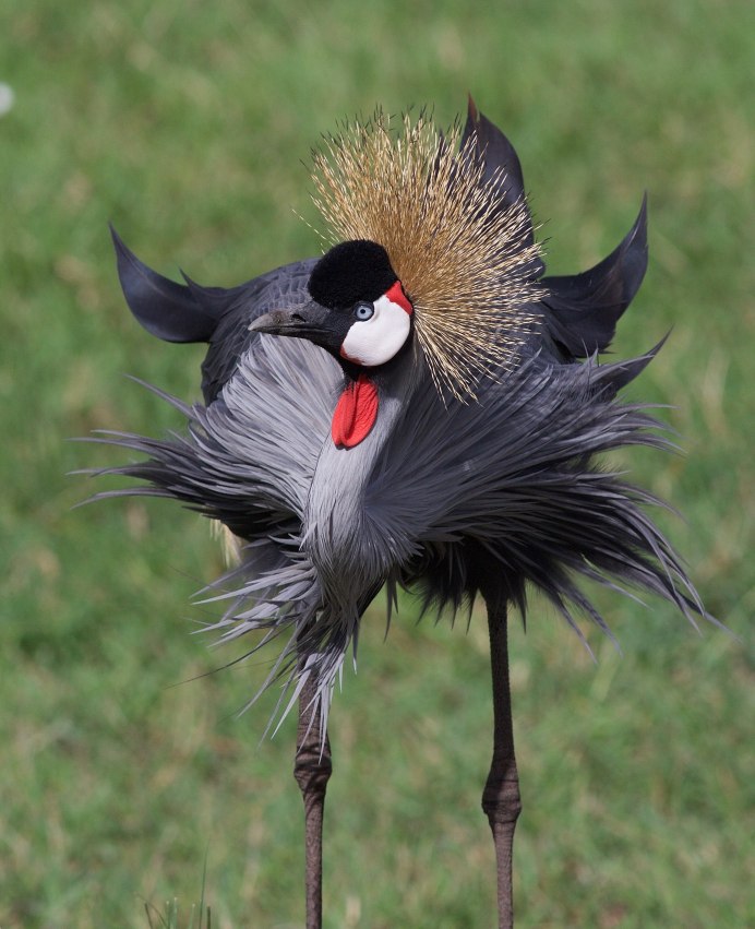 Чернозобый журавль