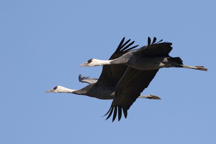 Черный журавль Grus monacha