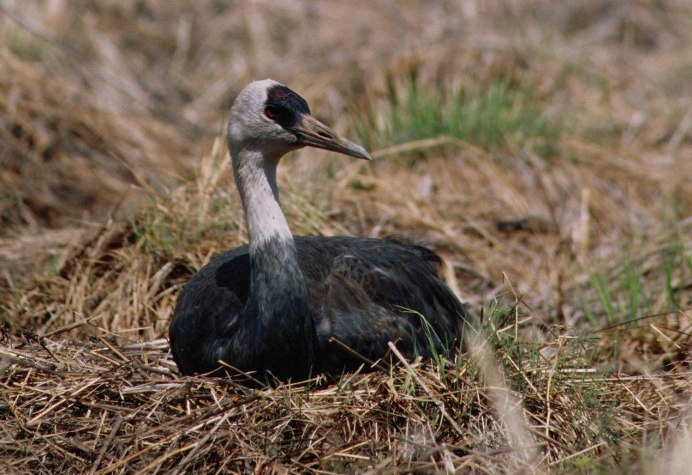 Черный журавль