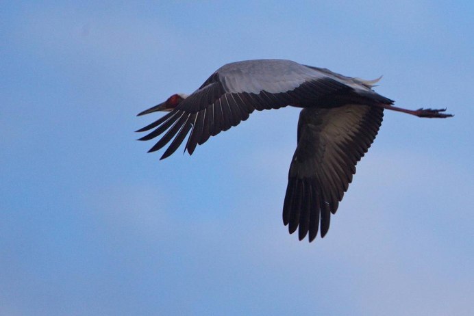 Хопёрский заповедник черный журавль