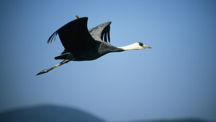 Журавль Черношейный (Grus nigricollis)