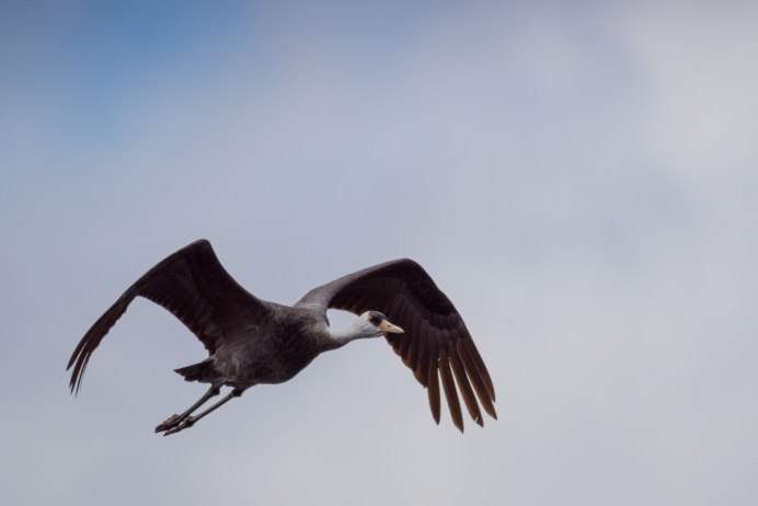 Черношейный журавль