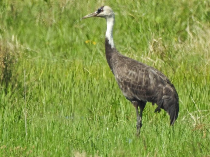 Черный журавль в Норском заповеднике