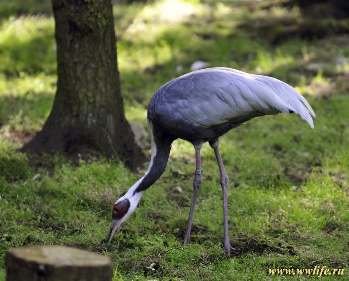 Чернозобый журавль