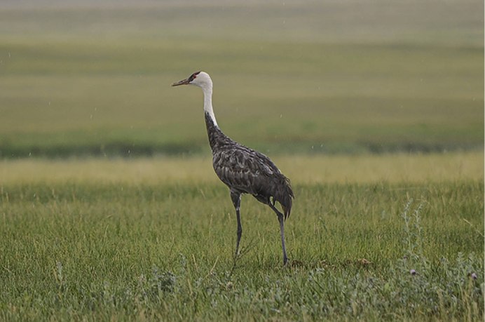 Black-necked Crane