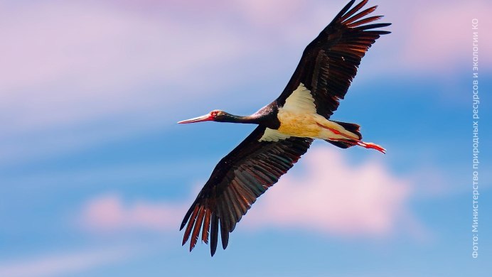 Журавль венценосный кушает