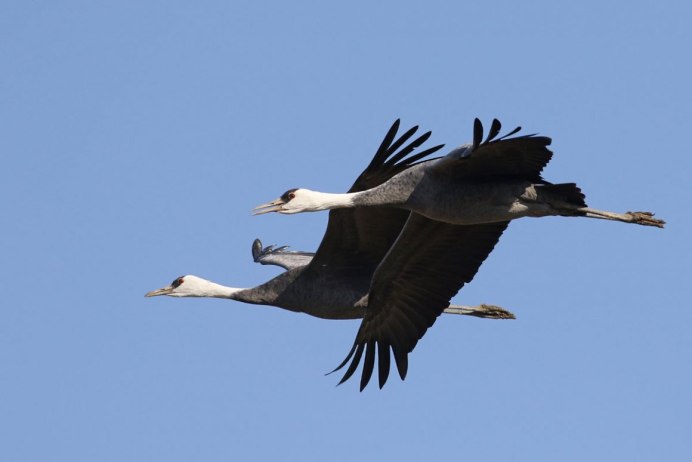 Чернозобый журавль