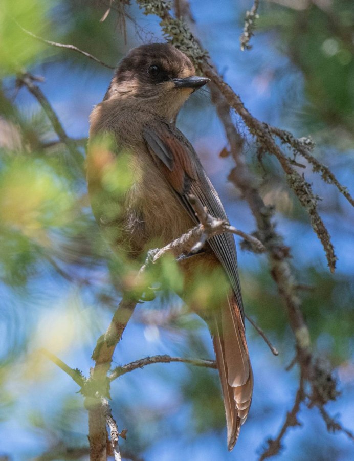 Кукша Perisoreus Infaustus