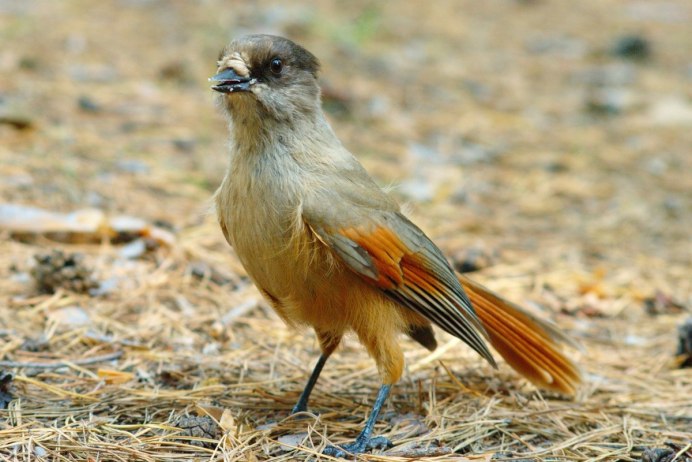 Алый вьюрок / Carpodacus Sipahi самка и самец