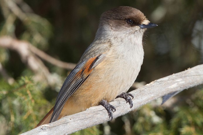 Кукша Perisoreus Infaustus