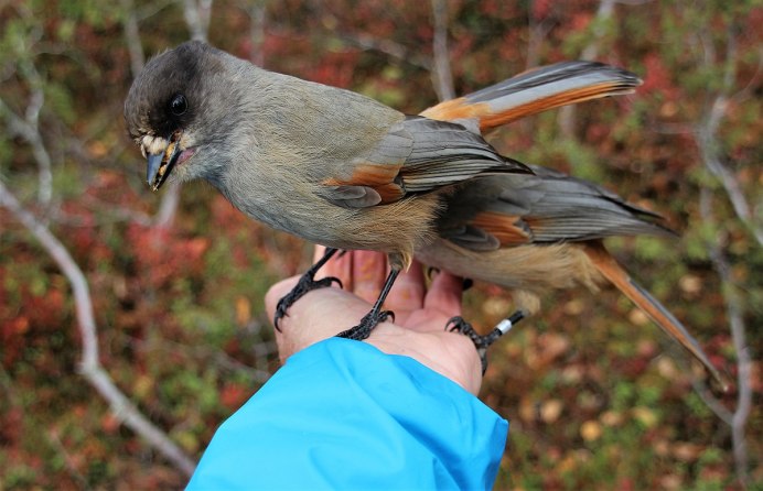 Кукша Perisoreus Infaustus