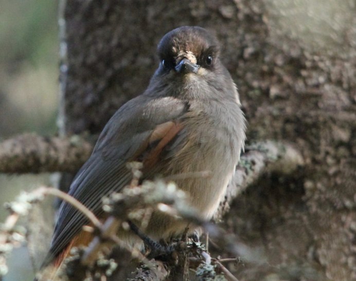 Кукша Perisoreus Infaustus
