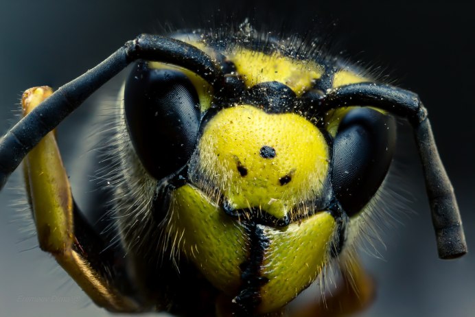 Yellow Jacket