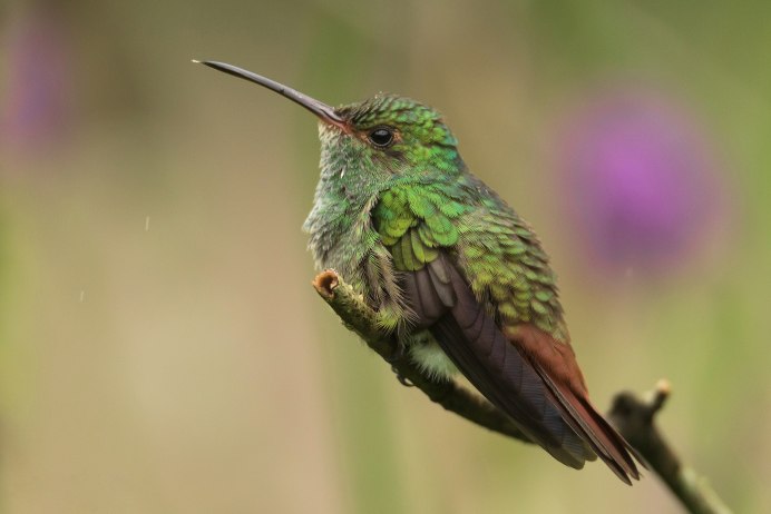 Исполинский Колибри