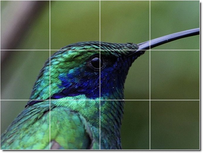Птица с длинным носом